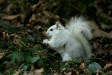 Grey Squirrel